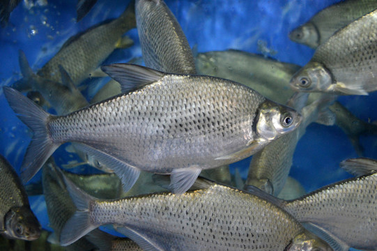邊魚