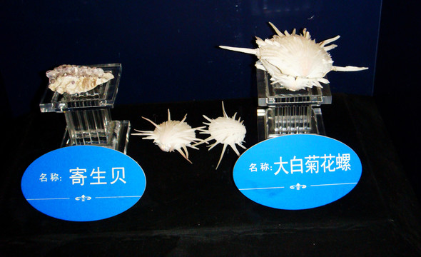 海螺
