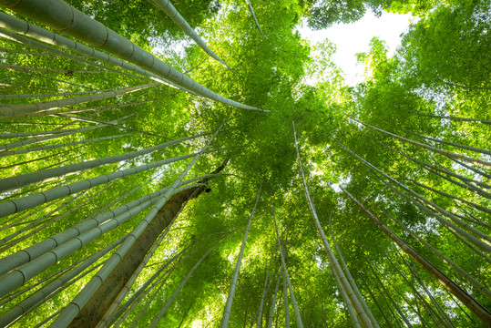 竹林
