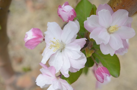 春暖花開(kāi)