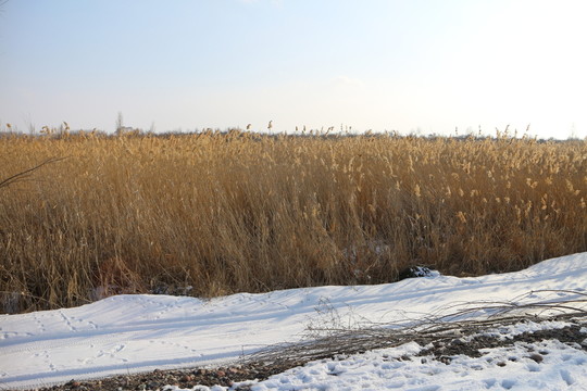 冬雪 蘆葦蕩