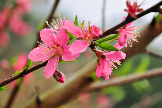 桃花