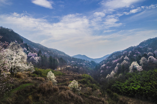 玉蘭花
