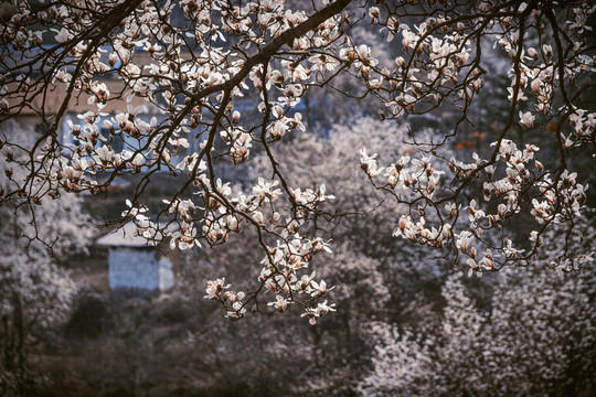 玉蘭花