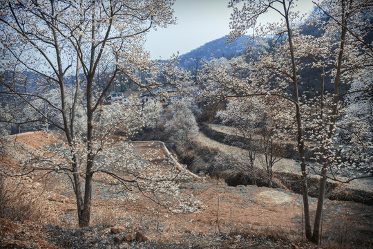 玉蘭花