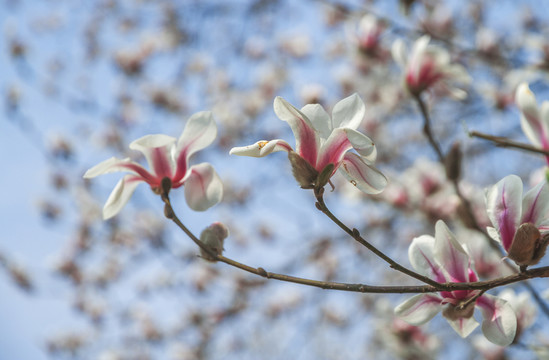 玉蘭花