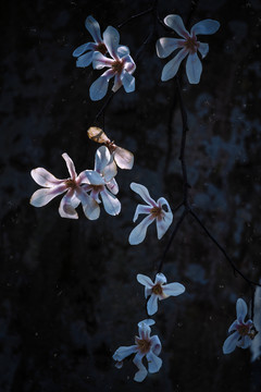 玉蘭花