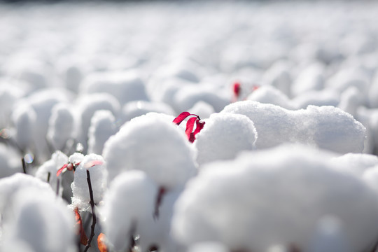 白雪紅葉