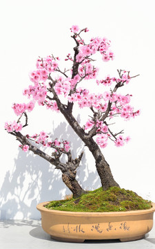 花樹盆景