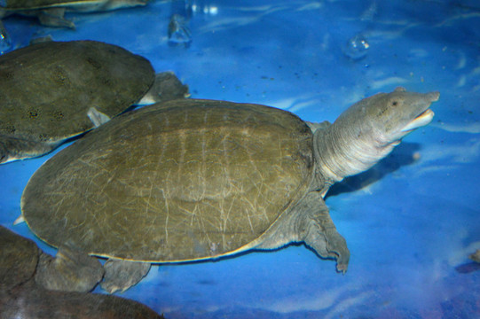 水魚(yú) 甲魚(yú)