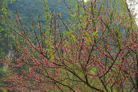 桃花