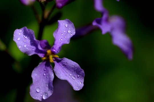 紫色菜花