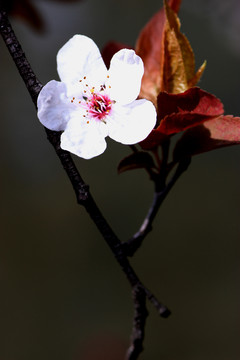 紅葉李