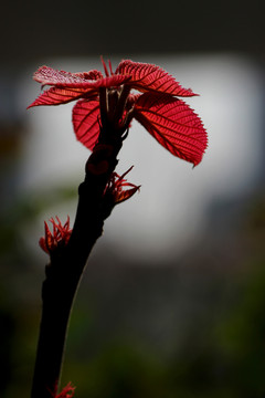 紅樹葉
