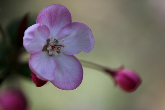 櫻花