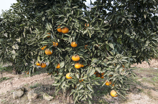 雜柑春見(jiàn)