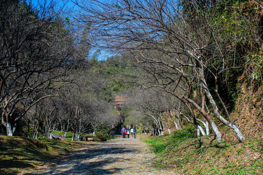 梅嶺古道