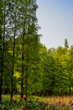 陽(yáng)光水杉樹林