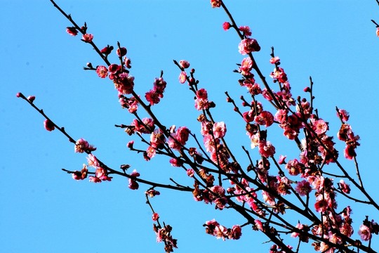 梅花