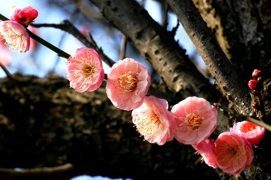 梅花