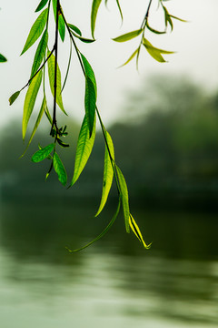 春柳