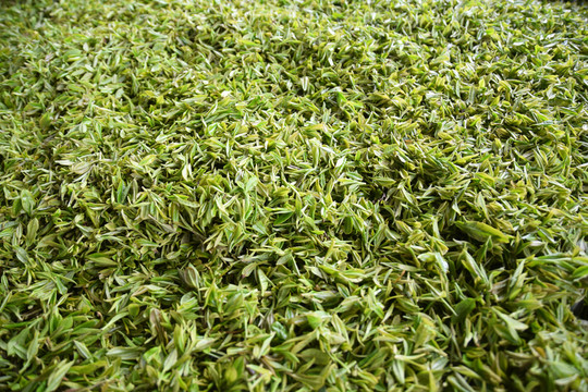 綠茶 毛尖 芽尖 鮮茶葉 春茶