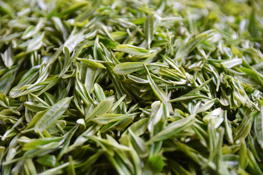 綠茶 毛尖 芽尖 鮮茶葉 春茶