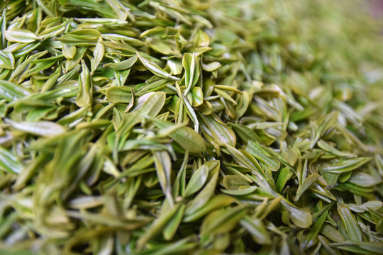 綠茶 毛尖 芽尖 鮮茶葉 春茶