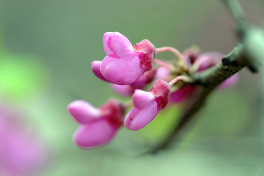 紫荊 紫荊花特寫