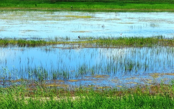 河套濕地水鳥
