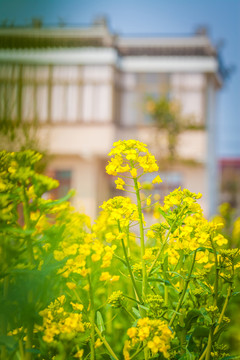 油菜花