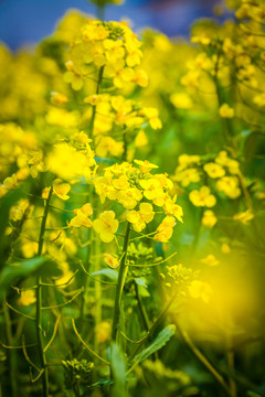 油菜花