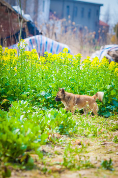 田園犬