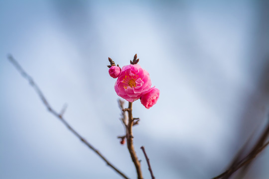紅梅