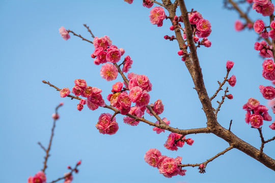 梅花