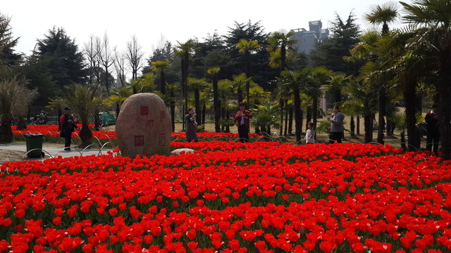 郁金香花博會