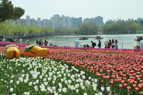 郁金香花博會(huì)