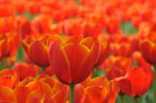 郁金香花博會