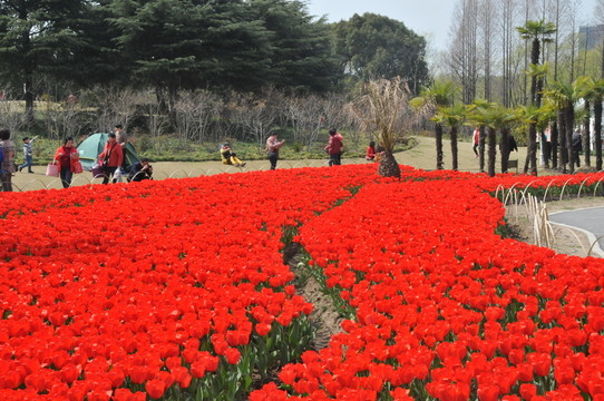 郁金香花博會(huì)