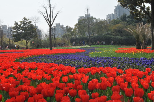 郁金香花博會(huì)