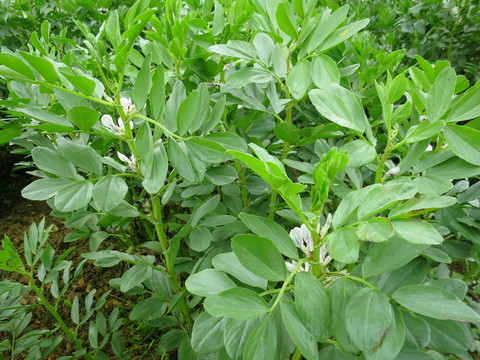 蠶豆花