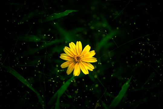 小黃菊花