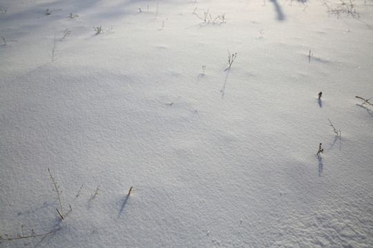 雪地