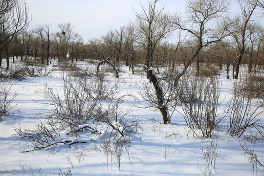 樹林