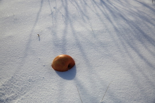 雪地