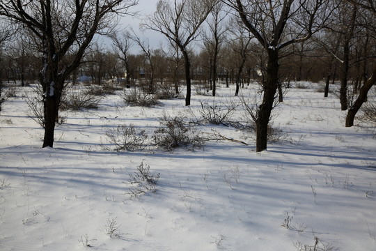 雪地