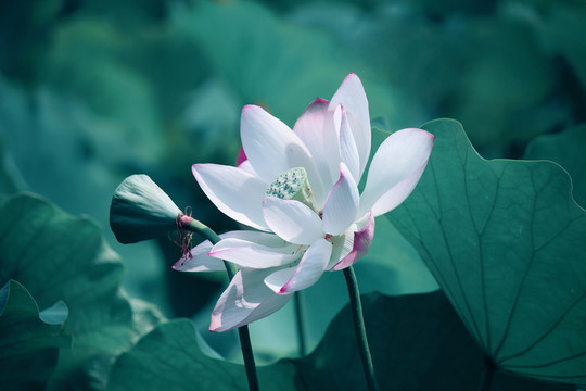荷花