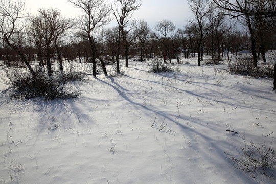 樹林