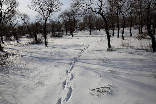 樹林