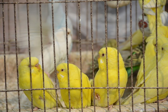 鸚鵡